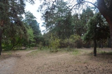 Çam ormanının güzel, parlak doğası. Dnipro, Ukrayna 'da yaz sıcağında patikaları kumlu yol. Birçok eski çam ağacı, eski ağaç kabuğu, yeşil uzun iğneler yoğun bir şekilde mavi gökyüzüne karşı beyaz kabarık bulutlar altında parlak güneş ışınlarının altında büyür..