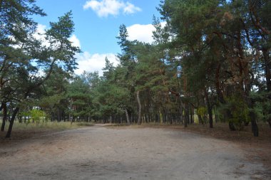 Çam ormanının güzel, parlak doğası. Dnipro, Ukrayna 'da yaz sıcağında patikaları kumlu yol. Birçok eski çam ağacı, eski ağaç kabuğu, yeşil uzun iğneler yoğun bir şekilde mavi gökyüzüne karşı beyaz kabarık bulutlar altında parlak güneş ışınlarının altında büyür..