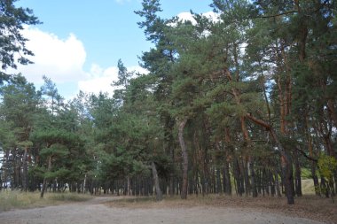 Çam ormanının güzel, parlak doğası. Dnipro, Ukrayna 'da yaz sıcağında patikaları kumlu yol. Birçok eski çam ağacı, eski ağaç kabuğu, yeşil uzun iğneler yoğun bir şekilde mavi gökyüzüne karşı beyaz kabarık bulutlar altında parlak güneş ışınlarının altında büyür..