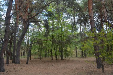 Çam ormanının güzel, parlak doğası. Dnipro, Ukrayna 'da yaz sıcağında patikaları kumlu yol. Birçok eski çam ağacı, eski ağaç kabuğu, yeşil uzun iğneler yoğun bir şekilde mavi gökyüzüne karşı beyaz kabarık bulutlar altında parlak güneş ışınlarının altında büyür..