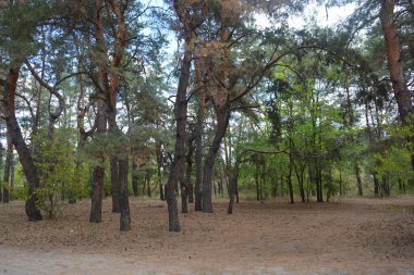Çam ormanının güzel, parlak doğası. Dnipro, Ukrayna 'da yaz sıcağında patikaları kumlu yol. Birçok eski çam ağacı, eski ağaç kabuğu, yeşil uzun iğneler yoğun bir şekilde mavi gökyüzüne karşı beyaz kabarık bulutlar altında parlak güneş ışınlarının altında büyür..