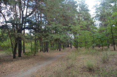 Çam ormanının güzel, parlak doğası. Dnipro, Ukrayna 'da yaz sıcağında patikaları kumlu yol. Birçok eski çam ağacı, eski ağaç kabuğu, yeşil uzun iğneler yoğun bir şekilde mavi gökyüzüne karşı beyaz kabarık bulutlar altında parlak güneş ışınlarının altında büyür..