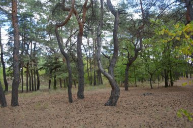 Çam ormanının güzel, parlak doğası. Dnipro, Ukrayna 'da yaz sıcağında patikaları kumlu yol. Birçok eski çam ağacı, eski ağaç kabuğu, yeşil uzun iğneler yoğun bir şekilde mavi gökyüzüne karşı beyaz kabarık bulutlar altında parlak güneş ışınlarının altında büyür..