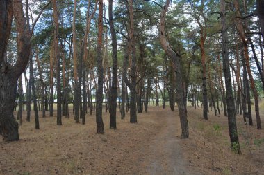Çam ormanının güzel, parlak doğası. Dnipro, Ukrayna 'da yaz sıcağında patikaları kumlu yol. Birçok eski çam ağacı, eski ağaç kabuğu, yeşil uzun iğneler yoğun bir şekilde mavi gökyüzüne karşı beyaz kabarık bulutlar altında parlak güneş ışınlarının altında büyür..