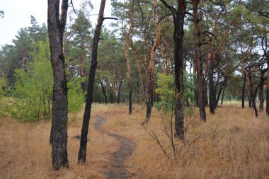Dnipro City, Ukrayna 'da şiddetli yaz sıcağından sonra güzel, parlak orman doğası. Siyah yanmış gövdeli kuru çam ağaçları, siyah yapraklar, yeşil asyalar, yaprak döken ağaçlar, sarı kuru çimenler, su birikintileri, çamur, sağanak yağmurdan sonraki yollar..