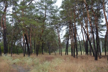 Dnipro City, Ukrayna 'da şiddetli yaz sıcağından sonra güzel, parlak orman doğası. Siyah yanmış gövdeli kuru çam ağaçları, siyah yapraklar, yeşil asyalar, yaprak döken ağaçlar, sarı kuru çimenler, su birikintileri, çamur, sağanak yağmurdan sonraki yollar..
