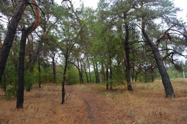 Dnipro City, Ukrayna 'da şiddetli yaz sıcağından sonra güzel, parlak orman doğası. Siyah yanmış gövdeli kuru çam ağaçları, siyah yapraklar, yeşil asyalar, yaprak döken ağaçlar, sarı kuru çimenler, su birikintileri, çamur, sağanak yağmurdan sonraki yollar..
