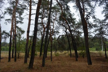 Dnipro City, Ukrayna 'da şiddetli yaz sıcağından sonra güzel, parlak orman doğası. Siyah yanmış gövdeli kuru çam ağaçları, siyah yapraklar, yeşil asyalar, yaprak döken ağaçlar, sarı kuru çimenler, su birikintileri, çamur, sağanak yağmurdan sonraki yollar..