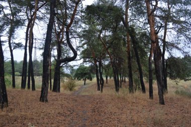 Dnipro City, Ukrayna 'da şiddetli yaz sıcağından sonra güzel, parlak orman doğası. Siyah yanmış gövdeli kuru çam ağaçları, siyah yapraklar, yeşil asyalar, yaprak döken ağaçlar, sarı kuru çimenler, su birikintileri, çamur, sağanak yağmurdan sonraki yollar..