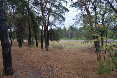 Dnipro City, Ukrayna 'da şiddetli yaz sıcağından sonra güzel, parlak orman doğası. Siyah yanmış gövdeli kuru çam ağaçları, siyah yapraklar, yeşil asyalar, yaprak döken ağaçlar, sarı kuru çimenler, su birikintileri, çamur, sağanak yağmurdan sonraki yollar..