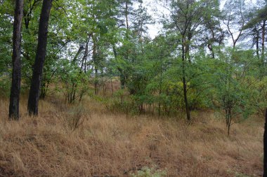 Dnipro City, Ukrayna 'da şiddetli yaz sıcağından sonra güzel, parlak orman doğası. Siyah yanmış gövdeli kuru çam ağaçları, siyah yapraklar, yeşil asyalar, yaprak döken ağaçlar, sarı kuru çimenler, su birikintileri, çamur, sağanak yağmurdan sonraki yollar..