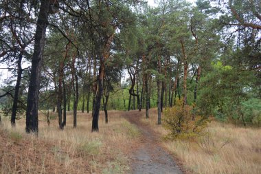 Dnipro City, Ukrayna 'da şiddetli yaz sıcağından sonra güzel, parlak orman doğası. Siyah yanmış gövdeli kuru çam ağaçları, siyah yapraklar, yeşil asyalar, yaprak döken ağaçlar, sarı kuru çimenler, su birikintileri, çamur, sağanak yağmurdan sonraki yollar..