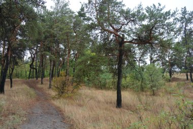 Dnipro City, Ukrayna 'da şiddetli yaz sıcağından sonra güzel, parlak orman doğası. Siyah yanmış gövdeli kuru çam ağaçları, siyah yapraklar, yeşil asyalar, yaprak döken ağaçlar, sarı kuru çimenler, su birikintileri, çamur, sağanak yağmurdan sonraki yollar..