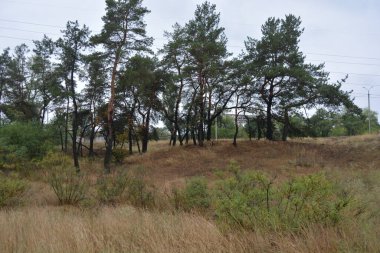 Dnipro City, Ukrayna 'da şiddetli yaz sıcağından sonra güzel, parlak orman doğası. Siyah yanmış gövdeli kuru çam ağaçları, siyah yapraklar, yeşil asyalar, yaprak döken ağaçlar, sarı kuru çimenler, su birikintileri, çamur, sağanak yağmurdan sonraki yollar..