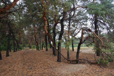 Dnipro City, Ukrayna 'da şiddetli yaz sıcağından sonra güzel, parlak orman doğası. Siyah yanmış gövdeli kuru çam ağaçları, siyah yapraklar, yeşil asyalar, yaprak döken ağaçlar, sarı kuru çimenler, su birikintileri, çamur, sağanak yağmurdan sonraki yollar..