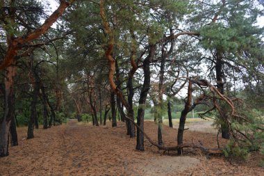 Dnipro City, Ukrayna 'da şiddetli yaz sıcağından sonra güzel, parlak orman doğası. Siyah yanmış gövdeli kuru çam ağaçları, siyah yapraklar, yeşil asyalar, yaprak döken ağaçlar, sarı kuru çimenler, su birikintileri, çamur, sağanak yağmurdan sonraki yollar..