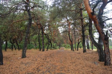 Dnipro City, Ukrayna 'da şiddetli yaz sıcağından sonra güzel, parlak orman doğası. Siyah yanmış gövdeli kuru çam ağaçları, siyah yapraklar, yeşil asyalar, yaprak döken ağaçlar, sarı kuru çimenler, su birikintileri, çamur, sağanak yağmurdan sonraki yollar..