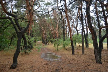 Dnipro City, Ukrayna 'da şiddetli yaz sıcağından sonra güzel, parlak orman doğası. Siyah yanmış gövdeli kuru çam ağaçları, siyah yapraklar, yeşil asyalar, yaprak döken ağaçlar, sarı kuru çimenler, su birikintileri, çamur, sağanak yağmurdan sonraki yollar..