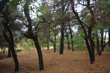 Dnipro City, Ukrayna 'da şiddetli yaz sıcağından sonra güzel, parlak orman doğası. Siyah yanmış gövdeli kuru çam ağaçları, siyah yapraklar, yeşil asyalar, yaprak döken ağaçlar, sarı kuru çimenler, su birikintileri, çamur, sağanak yağmurdan sonraki yollar..