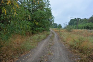 Dnipro City, Ukrayna 'da şiddetli yaz sıcağından sonra güzel, parlak orman doğası. Siyah yanmış gövdeli kuru çam ağaçları, siyah yapraklar, yeşil asyalar, yaprak döken ağaçlar, sarı kuru çimenler, su birikintileri, çamur, sağanak yağmurdan sonraki yollar..