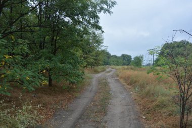Dnipro City, Ukrayna 'da şiddetli yaz sıcağından sonra güzel, parlak orman doğası. Siyah yanmış gövdeli kuru çam ağaçları, siyah yapraklar, yeşil asyalar, yaprak döken ağaçlar, sarı kuru çimenler, su birikintileri, çamur, sağanak yağmurdan sonraki yollar..