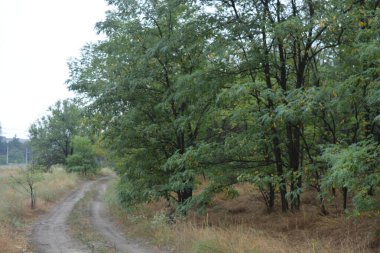 Dnipro City, Ukrayna 'da şiddetli yaz sıcağından sonra güzel, parlak orman doğası. Siyah yanmış gövdeli kuru çam ağaçları, siyah yapraklar, yeşil asyalar, yaprak döken ağaçlar, sarı kuru çimenler, su birikintileri, çamur, sağanak yağmurdan sonraki yollar..