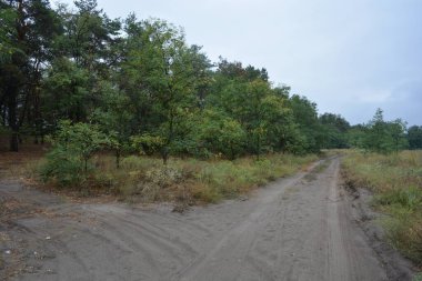 Dnipro City, Ukrayna 'da şiddetli yaz sıcağından sonra güzel, parlak orman doğası. Siyah yanmış gövdeli kuru çam ağaçları, siyah yapraklar, yeşil asyalar, yaprak döken ağaçlar, sarı kuru çimenler, su birikintileri, çamur, sağanak yağmurdan sonraki yollar..