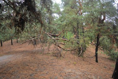 Dnipro City, Ukrayna 'da şiddetli yaz sıcağından sonra güzel, parlak orman doğası. Siyah yanmış gövdeli kuru çam ağaçları, siyah yapraklar, yeşil asyalar, yaprak döken ağaçlar, sarı kuru çimenler, su birikintileri, çamur, sağanak yağmurdan sonraki yollar..
