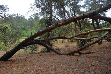Dnipro City, Ukrayna 'da şiddetli yaz sıcağından sonra güzel, parlak orman doğası. Siyah yanmış gövdeli kuru çam ağaçları, siyah yapraklar, yeşil asyalar, yaprak döken ağaçlar, sarı kuru çimenler, su birikintileri, çamur, sağanak yağmurdan sonraki yollar..