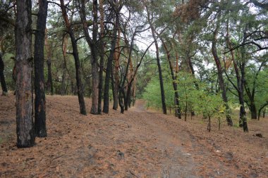 Dnipro City, Ukrayna 'da şiddetli yaz sıcağından sonra güzel, parlak orman doğası. Siyah yanmış gövdeli kuru çam ağaçları, siyah yapraklar, yeşil asyalar, yaprak döken ağaçlar, sarı kuru çimenler, su birikintileri, çamur, sağanak yağmurdan sonraki yollar..
