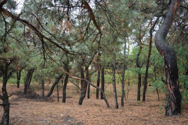 Dnipro City, Ukrayna 'da şiddetli yaz sıcağından sonra güzel, parlak orman doğası. Siyah yanmış gövdeli kuru çam ağaçları, siyah yapraklar, yeşil asyalar, yaprak döken ağaçlar, sarı kuru çimenler, su birikintileri, çamur, sağanak yağmurdan sonraki yollar..