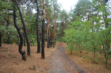 Dnipro City, Ukrayna 'da şiddetli yaz sıcağından sonra güzel, parlak orman doğası. Siyah yanmış gövdeli kuru çam ağaçları, siyah yapraklar, yeşil asyalar, yaprak döken ağaçlar, sarı kuru çimenler, su birikintileri, çamur, sağanak yağmurdan sonraki yollar..