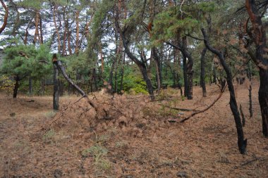 Dnipro City, Ukrayna 'da şiddetli yaz sıcağından sonra güzel, parlak orman doğası. Siyah yanmış gövdeli kuru çam ağaçları, siyah yapraklar, yeşil asyalar, yaprak döken ağaçlar, sarı kuru çimenler, su birikintileri, çamur, sağanak yağmurdan sonraki yollar..