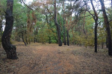 Dnipro City, Ukrayna 'da şiddetli yaz sıcağından sonra güzel, parlak orman doğası. Siyah yanmış gövdeli kuru çam ağaçları, siyah yapraklar, yeşil asyalar, yaprak döken ağaçlar, sarı kuru çimenler, su birikintileri, çamur, sağanak yağmurdan sonraki yollar..