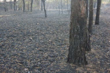 Dnipro City, Ukrayna 'da şiddetli yaz sıcağından sonra güzel, parlak orman doğası. Siyah yanmış gövdeli kuru çam ağaçları, siyah yapraklar, yeşil asyalar, yaprak döken ağaçlar, sarı kuru çimenler, su birikintileri, çamur, sağanak yağmurdan sonraki yollar..