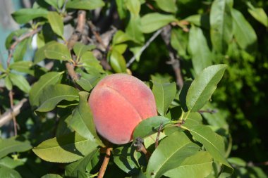 Güzel, renkli doğa, doğal tarım. Şeftali dallarında yetişen uzun yeşil yapraklı kırmızı noktalı portakal sulu olgun şeftali meyveleri..