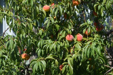 Güzel, renkli doğa, doğal tarım. Şeftali dallarında yetişen uzun yeşil yapraklı kırmızı noktalı portakal sulu olgun şeftali meyveleri..