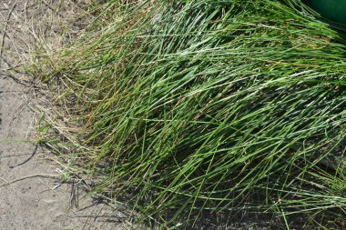 Parlak renkli doğa, ince yapraklı ve kuru gövdeli yemyeşil çimenler büyük dalgalar halinde, yerde demetler halinde büyür..