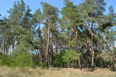 Ukrayna 'nın Dnipro şehrinde yetişen küçük bir ormanın güzel renkli doğası. Parlak güneş ışınları, uzun çam ağaçları, uzun çam iğneleri, mavi gökyüzünde yamaları olan yeşil çayırlar..