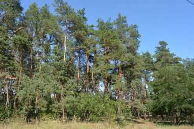 Ukrayna 'nın Dnipro şehrinde yetişen küçük bir ormanın güzel renkli doğası. Parlak güneş ışınları, uzun çam ağaçları, uzun çam iğneleri, mavi gökyüzünde yamaları olan yeşil çayırlar..