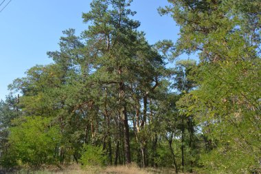 Ukrayna 'nın Dnipro şehrinde yetişen küçük bir ormanın güzel renkli doğası. Parlak güneş ışınları, uzun çam ağaçları, uzun çam iğneleri, mavi gökyüzünde yamaları olan yeşil çayırlar..