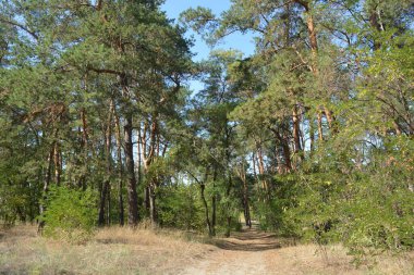 Ukrayna 'nın Dnipro şehrinde yetişen küçük bir ormanın güzel renkli doğası. Parlak güneş ışınları, uzun çam ağaçları, uzun çam iğneleri, mavi gökyüzünde yamaları olan yeşil çayırlar..