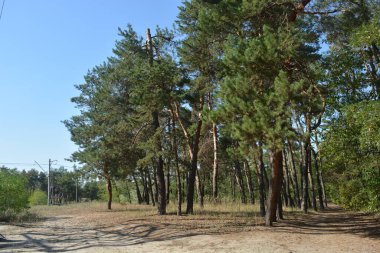 Ukrayna 'nın Dnipro şehrinde yetişen küçük bir ormanın güzel renkli doğası. Parlak güneş ışınları, uzun çam ağaçları, uzun çam iğneleri, mavi gökyüzünde yamaları olan yeşil çayırlar..
