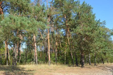 Ukrayna 'nın Dnipro şehrinde yetişen küçük bir ormanın güzel renkli doğası. Parlak güneş ışınları, uzun çam ağaçları, uzun çam iğneleri, mavi gökyüzünde yamaları olan yeşil çayırlar..