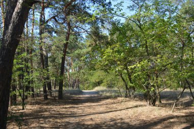 Ukrayna 'nın Dnipro şehrinde yetişen küçük bir ormanın güzel renkli doğası. Parlak güneş ışınları, uzun çam ağaçları, uzun çam iğneleri, mavi gökyüzünde yamaları olan yeşil çayırlar..
