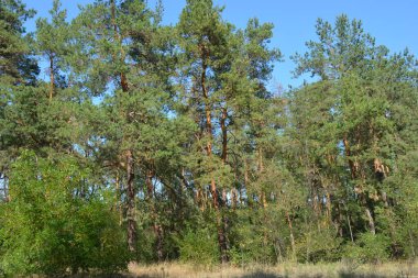 Ukrayna 'nın Dnipro şehrinde yetişen küçük bir ormanın güzel renkli doğası. Parlak güneş ışınları, uzun çam ağaçları, uzun çam iğneleri, mavi gökyüzünde yamaları olan yeşil çayırlar..