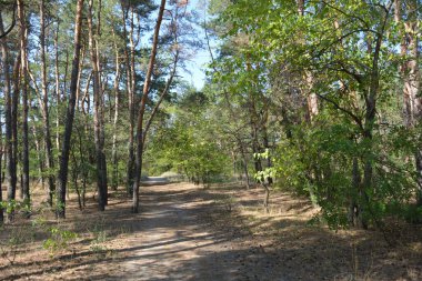 Ukrayna 'nın Dnipro şehrinde yetişen küçük bir ormanın güzel renkli doğası. Parlak güneş ışınları, uzun çam ağaçları, uzun çam iğneleri, mavi gökyüzünde yamaları olan yeşil çayırlar..