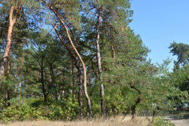 Ukrayna 'nın Dnipro şehrinde yetişen küçük bir ormanın güzel renkli doğası. Parlak güneş ışınları, uzun çam ağaçları, uzun çam iğneleri, mavi gökyüzünde yamaları olan yeşil çayırlar..