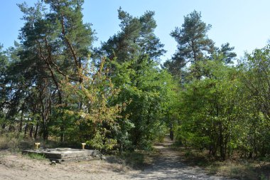 Ukrayna 'nın Dnipro şehrinde yetişen küçük bir ormanın güzel renkli doğası. Parlak güneş ışınları, uzun çam ağaçları, uzun çam iğneleri, mavi gökyüzünde yamaları olan yeşil çayırlar..