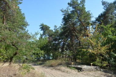 Ukrayna 'nın Dnipro şehrinde yetişen küçük bir ormanın güzel renkli doğası. Parlak güneş ışınları, uzun çam ağaçları, uzun çam iğneleri, mavi gökyüzünde yamaları olan yeşil çayırlar..